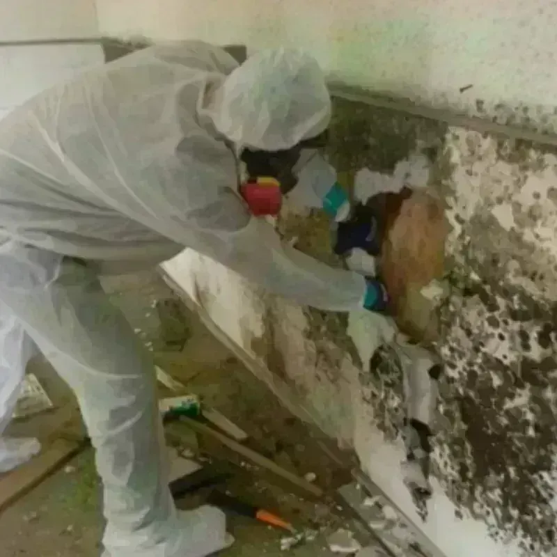 Mold Remediation and Removal in City of Manassas Park, VA